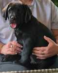 Labrador Retriever czarny, samiec piesek ZKwP FCI
