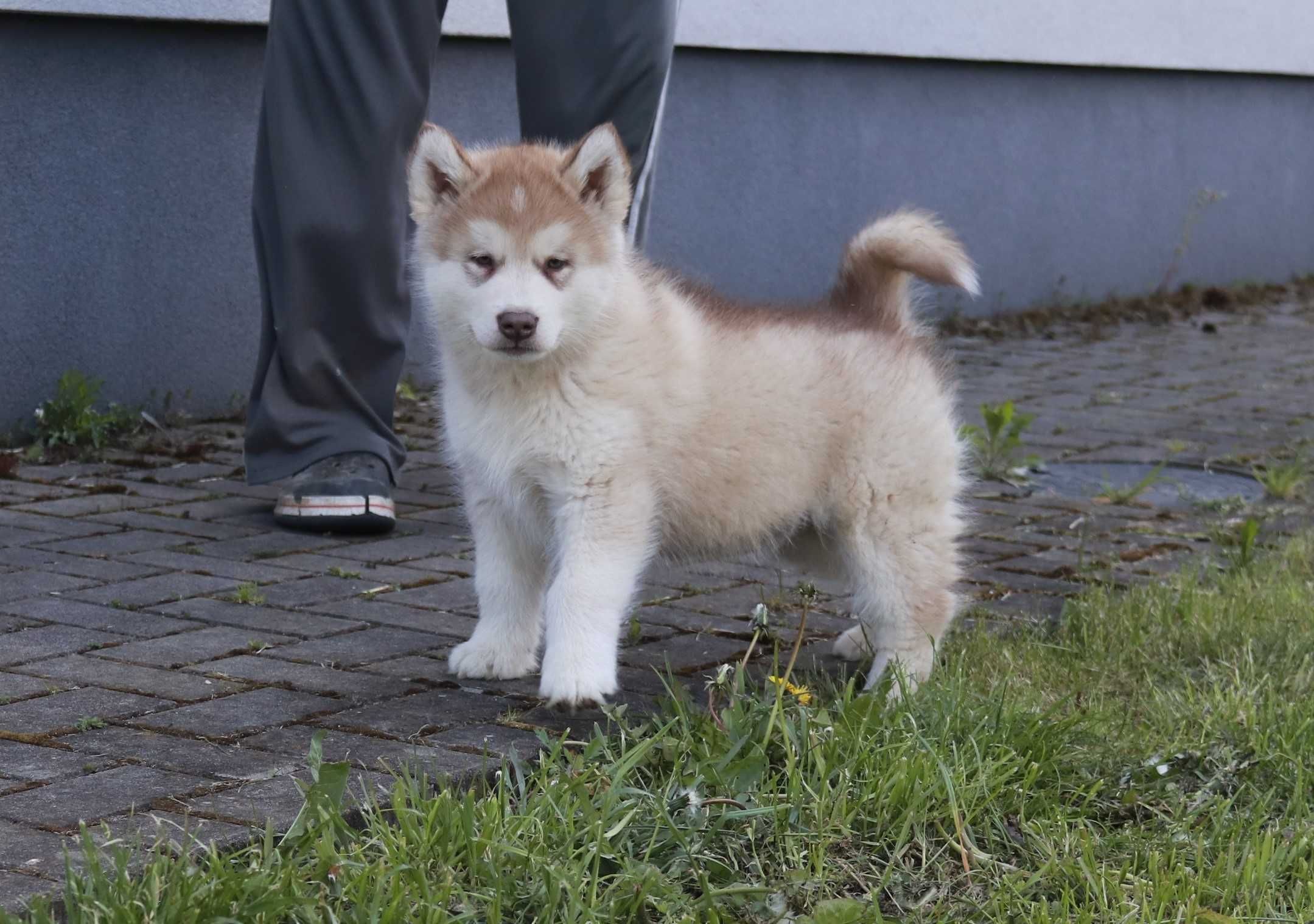 Alaskan Malamute szczeniak piesek Poker