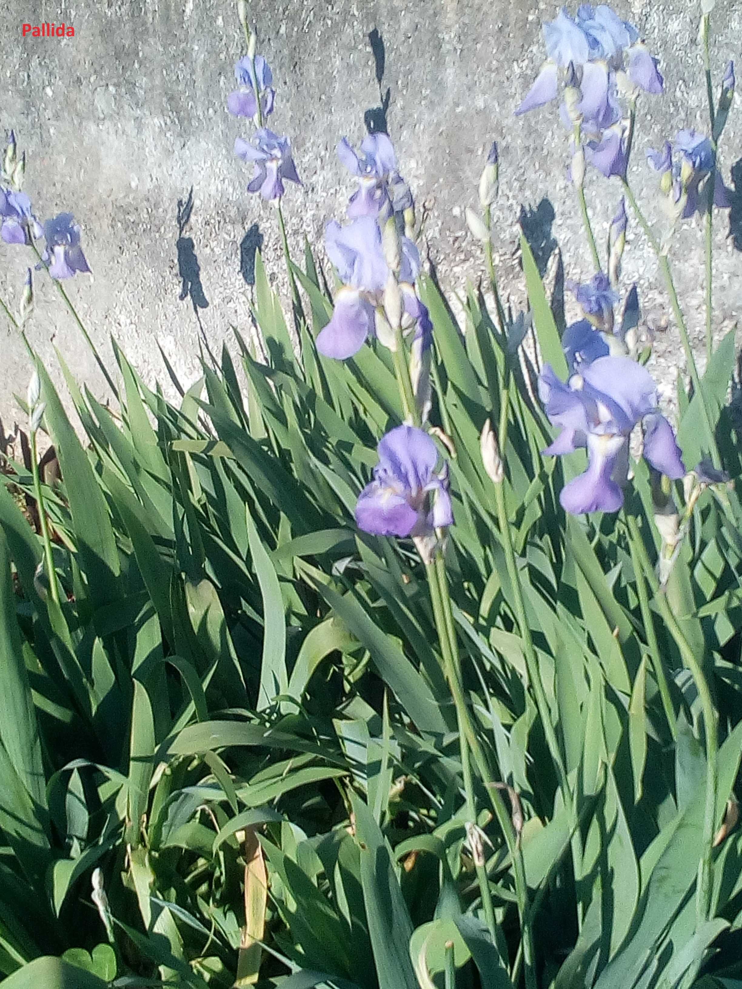 vendar iris e cannas