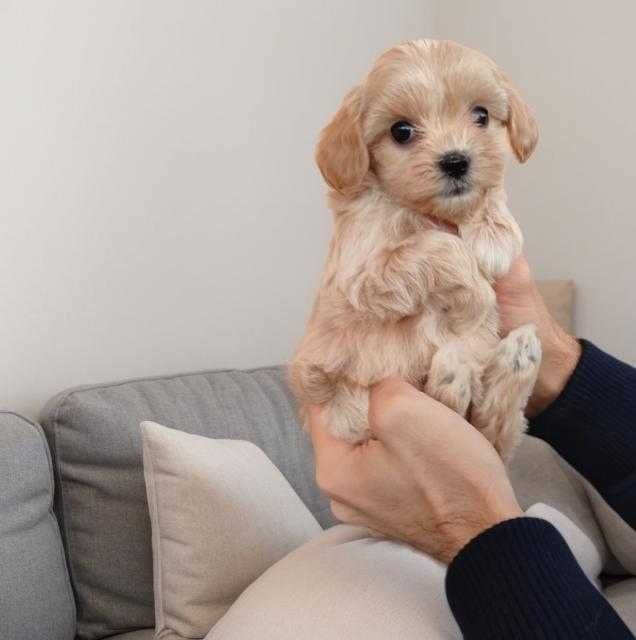 Baby face. Мини девочка мальтипу Ф - 1.