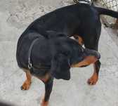 Suka w typie dobermana w wieku ok. 3 lat