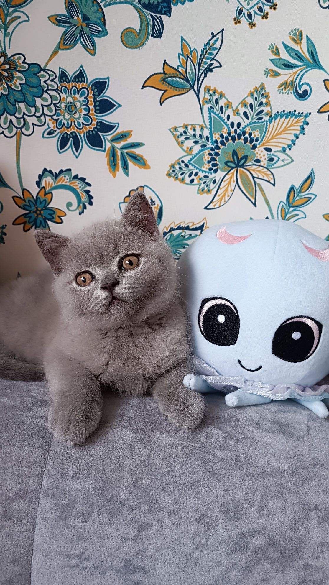 FPL kocurek Brytyjski =^..^= niebieski Już do odbioru!