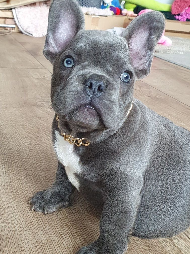 Buldog francuski, /,Blu piesek