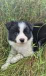 Sunia border collie