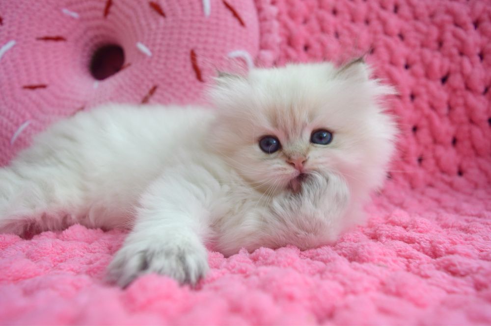 Британские котята золотая шиншилла/британські котята золота шиншила