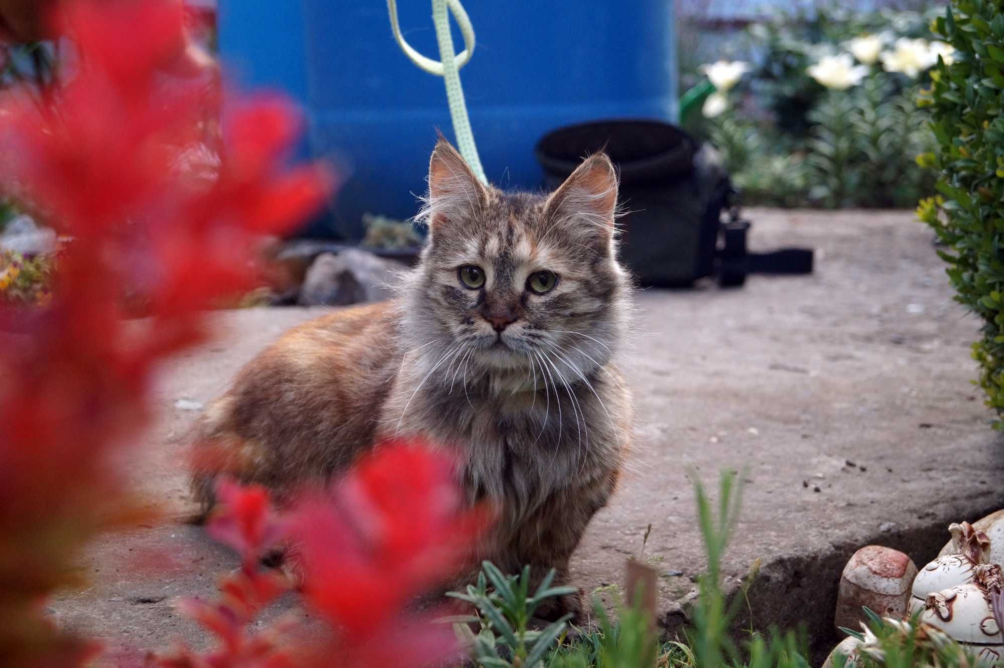 Игривая кошка ищет дом