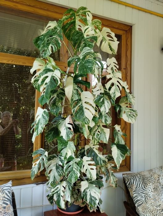 Продам монстеру ALBO VARIEGATA, АЛЬБА вариегата.