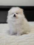 Piękny piesek Szpic Miniaturowy Pomeranian cream
