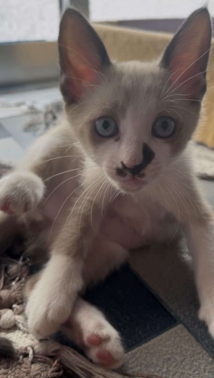 Gatos para adoção responsável