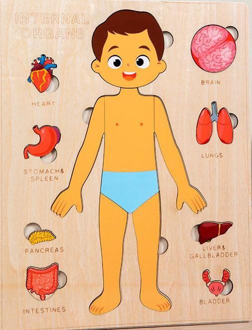 Пазл дерев'яний - Анатомія людини