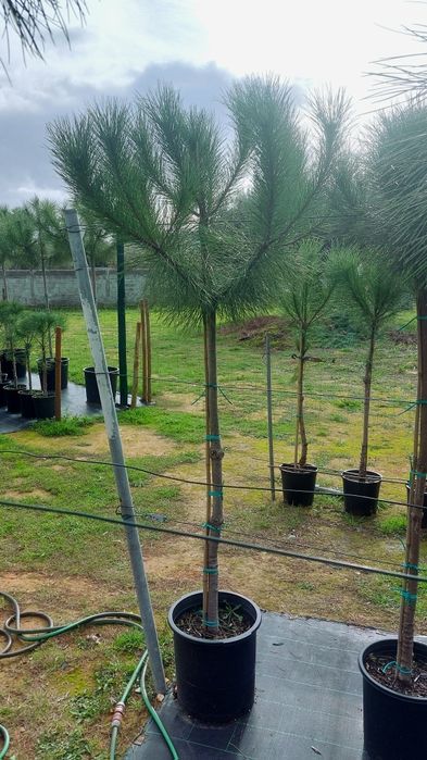 Lote 20 pinheiros mansos 1.80/2.00 Entrega incluída