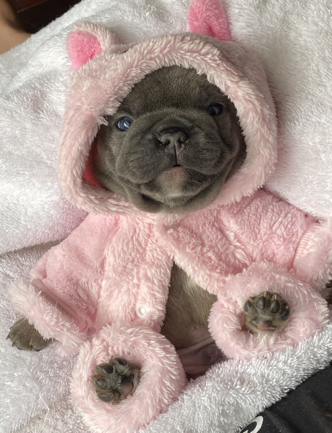 Bulldog francês exótico