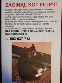 Zaginął kot Filip w Ostrołęce. Dla znalazcy Filipka nagroda 2000 zł.
