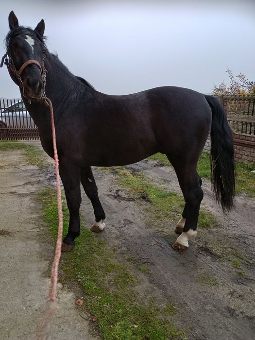 Sprzedam 2 ogiery śląskie i odsadki.