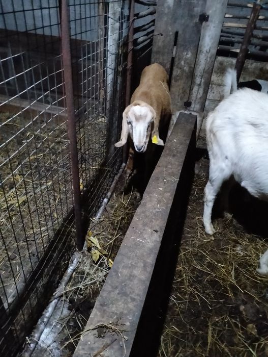 Venda de cabras Anglo-Nubiana