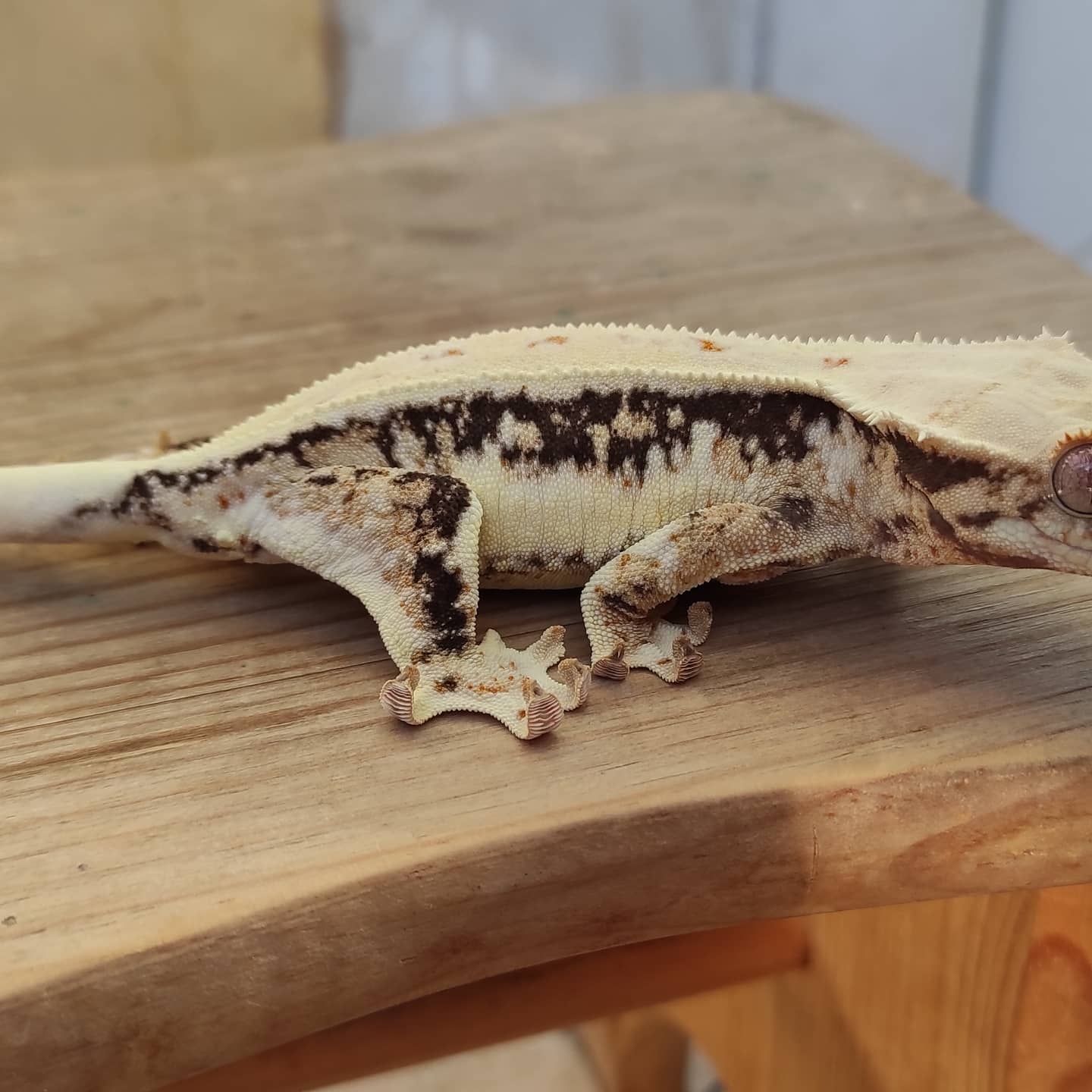 Gekon orzęsiony crested Geckos