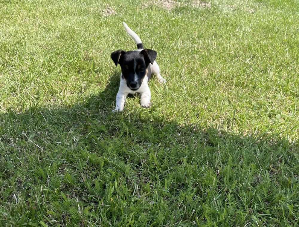 Jack Russell Terrier syczka Bibi