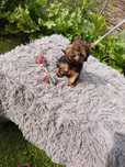 York suczka miniaturka Yorkshire Terrier Okazja
