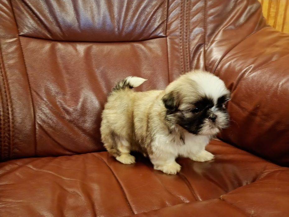 Shih tzu piesek z rodowodem