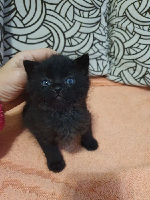 Кошеня чорне 1,5 міс дівчинка