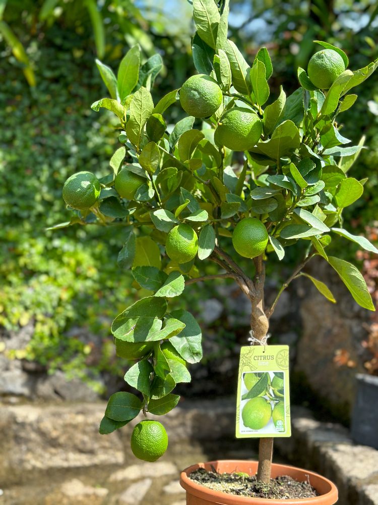 Limeira Anã com fruto - Limã Anã com fruto