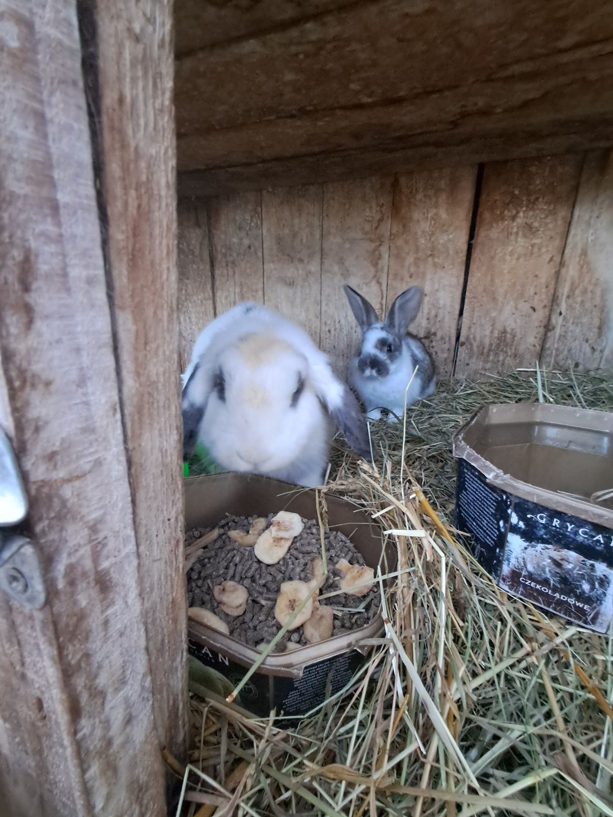 Witam sprzedam króliki