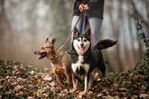 Zuza w typie husky do adopcji