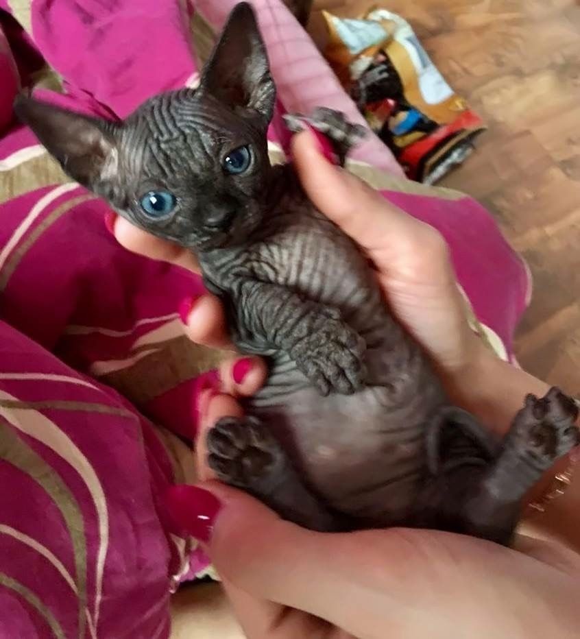 Sfinks Sphynx • Misz Masz • NAJWIĘKSZy PRZYTULANEK W-wa Mokotow