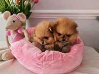 Szpic Miniaturowy Rudy Pomeranian