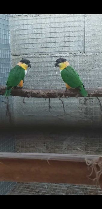 Casal de Marianinhas