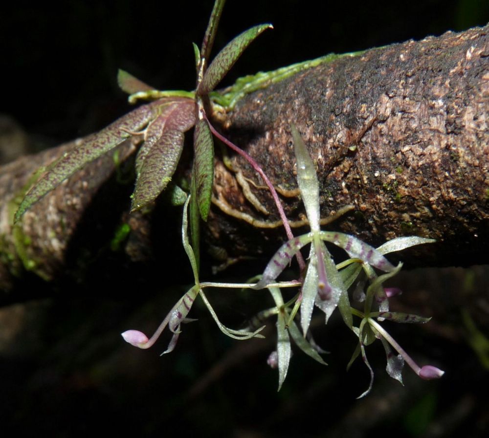 Мініатюрна орхідея Macroclinium wullschlaegelianum