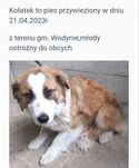 Alarm!! Kołatek ok.2 let.czeka na ratunek w schronie-mordowni BŁAGAM