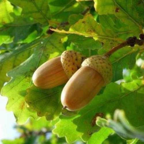 Дуб саженец в г. Николаев