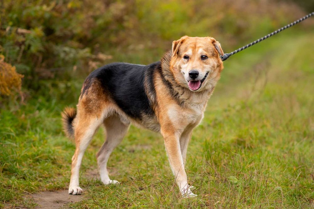 DIBON - dojrzały ale pełen wigoru i miłości do człowieka psiak