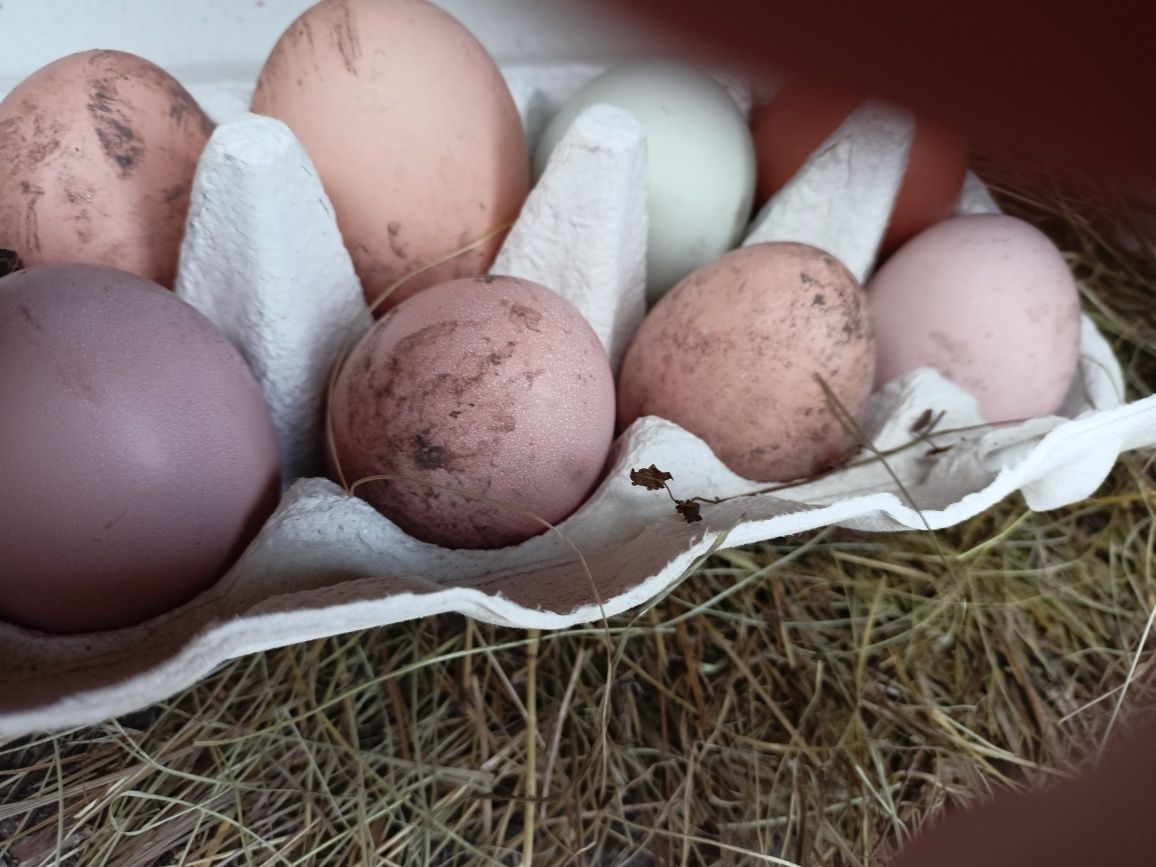 Яйца куриные домашние / яйця від молодих домашніх курей