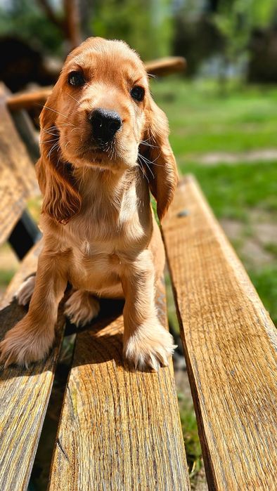 Cocker Spaniel Angielski- cudowny piesek złoty - Biszkoptowy  Rodowód