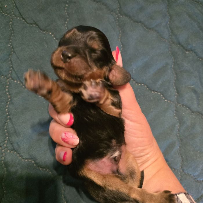 Cavalier King Charles Spaniel