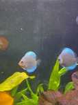 Paletki blue diamond