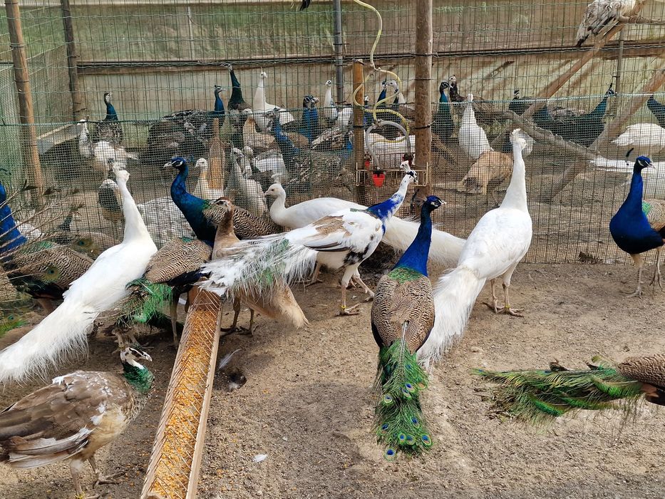 Pavões azuis adultos