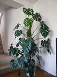 Monstera Deliciosa duża ok. 170 cm