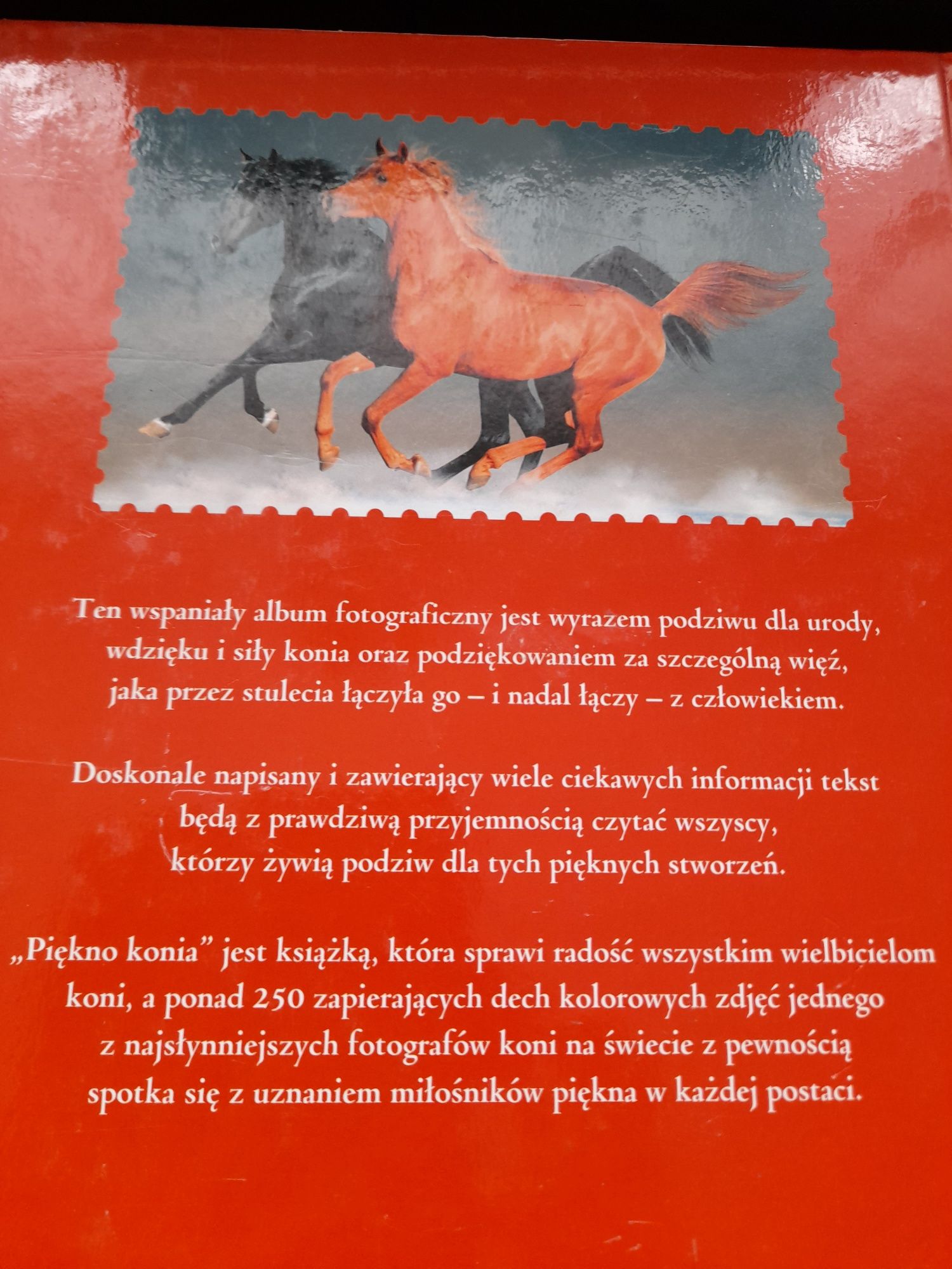Piękno konia nowy album