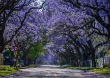 Jacarandá – A árvore das flores lilás!