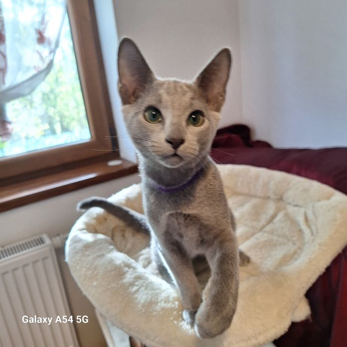 Kocurek rosyjski niebieski