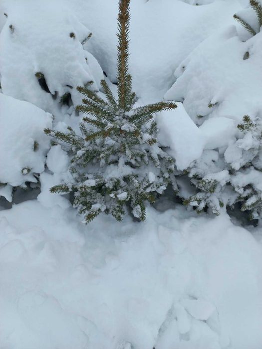 Новорічні ялинкі