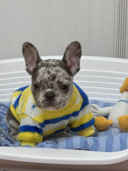 Лялькова міні красуня