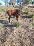 Garrano com 4 meses.