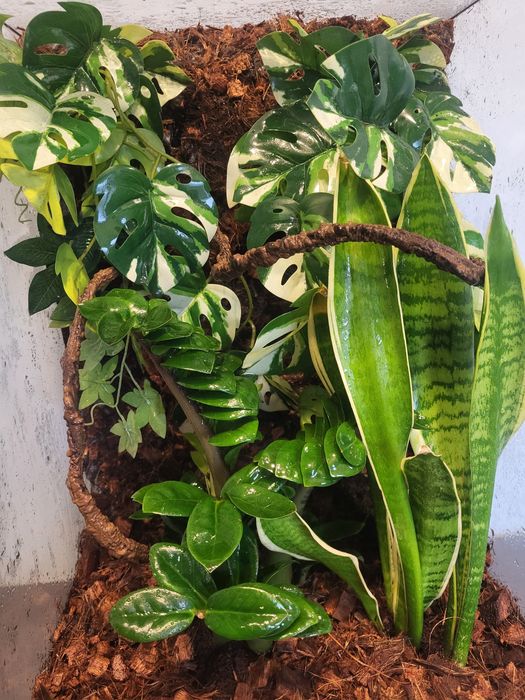 Terrarium  na zamówienie