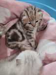 Шотландские котятки, есть свободные