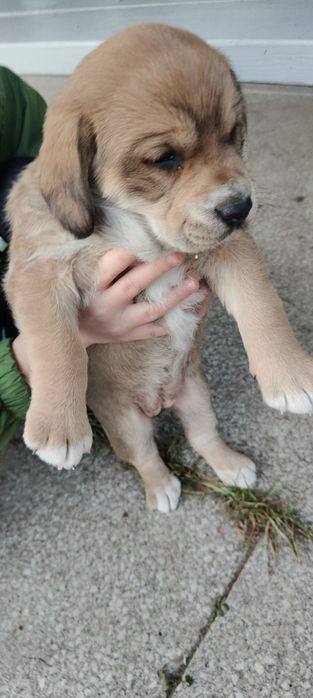 Oddam za darmo w dobre ręce