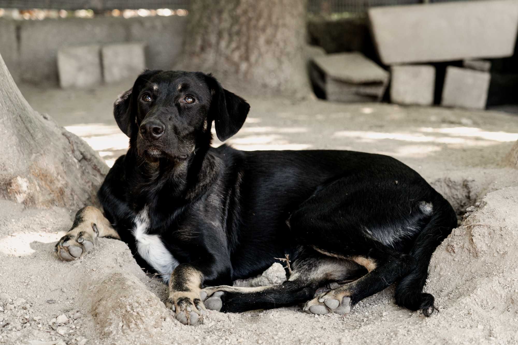 FRODO - Cãozinho para Adoção